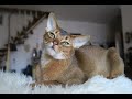 Abyssinian Cat Compilation の動画、YouTube動画。