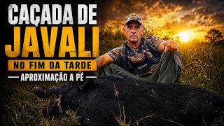 Caçada De Javali No Fim Da Tarde