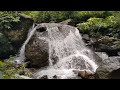 Hidden Canopy Waterway Alive with Wild Songbird Echoes | Relaxing Nature Sounds for Focus