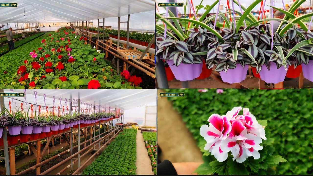 Namangan viloyati Davlatobod tumani Halim tog'a gullari +998931771118