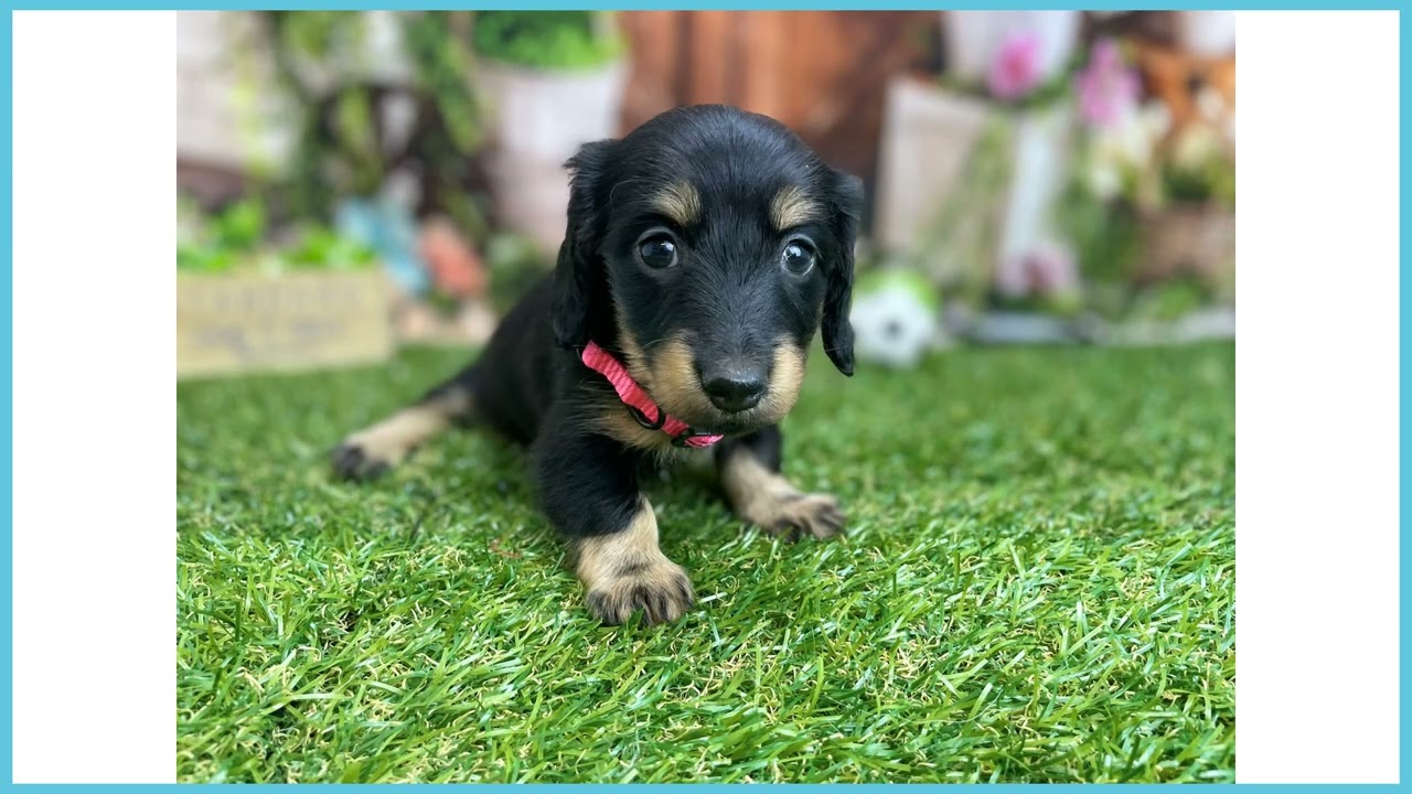 746512 M・ダックスフンド - YouTube