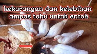 kekurangan dan kelebihan ampas tahu untuk entok