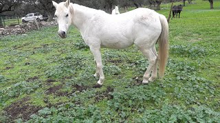 Swales, Paulownia Trees, Horses