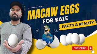 Macaw Eggs Business - Facts & Realities | Exotic Birds Eggs | #ShaikhTanveer #Macaw #Cockatoo screenshot 2