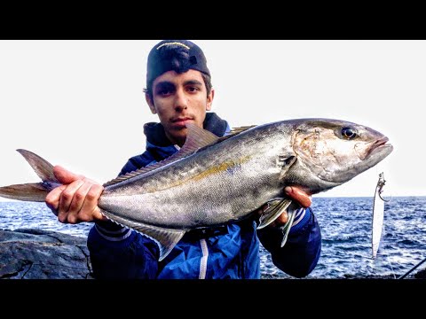 CHE BEL PESCE!!! una bella RICCIOLA a SHORE JIGGING e non solo 