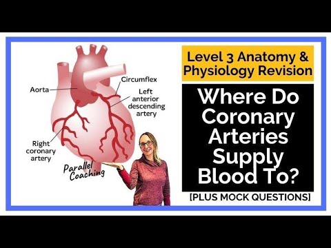 Where Do Coronary Arteries Supply Blood To?