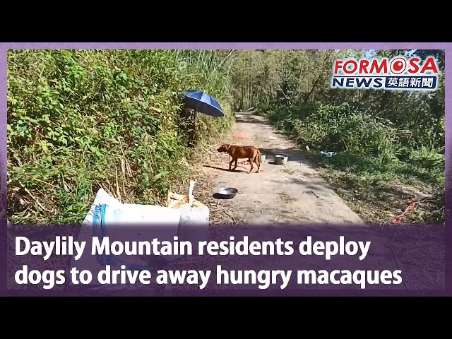 Daylily Mountain residents deploy dogs to drive away hungry macaques｜Taiwan News