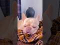 Baxter napping good on his dad's overshirt 🐾 #frenchbulldogs #pups #puppies