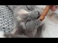 Waking up cats with food a compilation