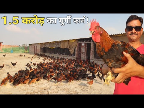 3 लाख महीने की नौकरी छोड़ गांव आकर शुरू किया देशी मुर्गी फार्म | Desi Poultry Farming Business
