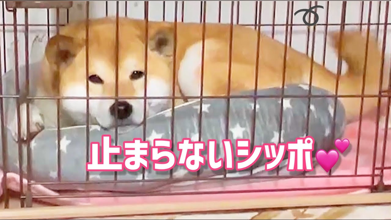 尻尾ゆらゆらが止まらない柴犬が健気で可愛い Youtube