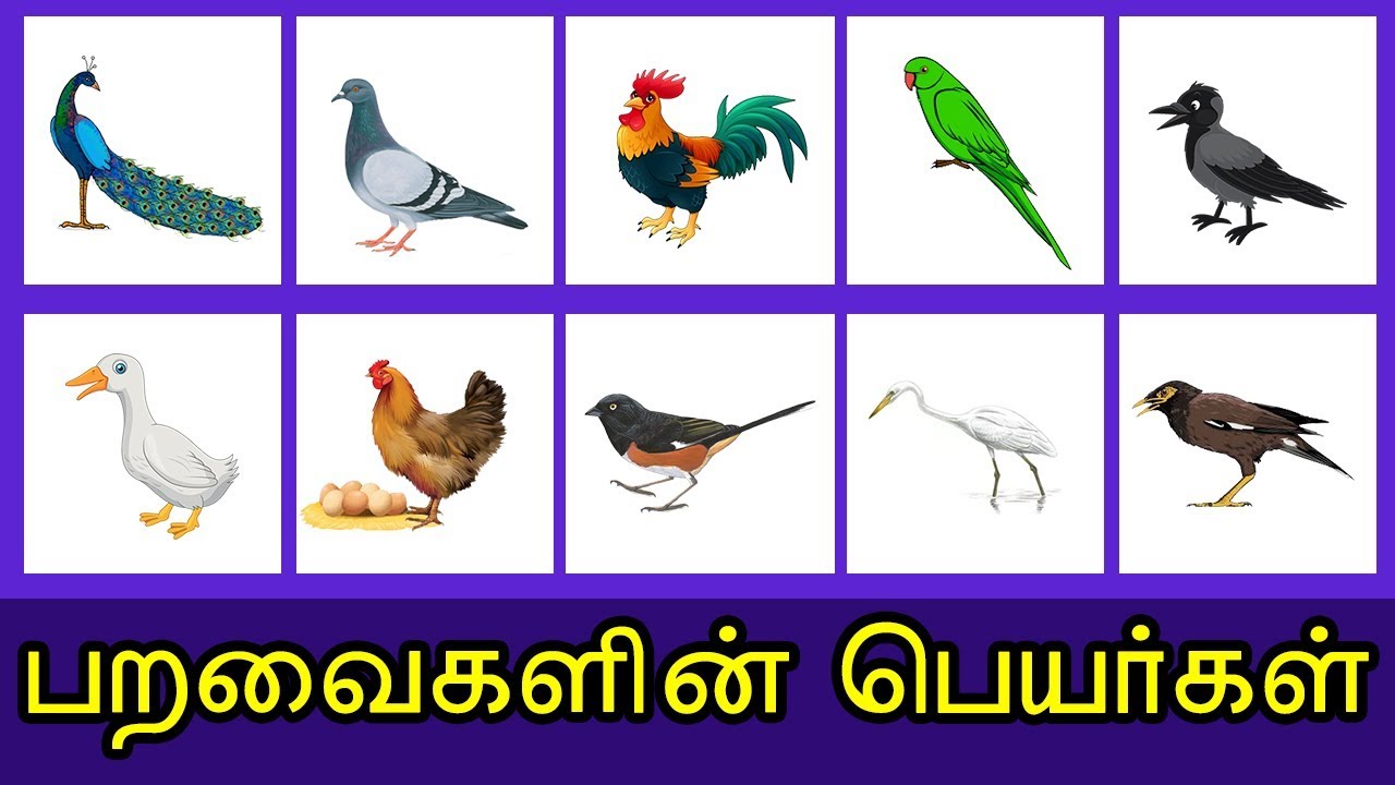 Birds Images With Names In Tamil