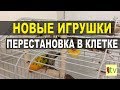 Новые игрушки для Бруни и перестановка в клетке.