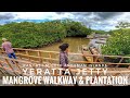 Yeratta Jetty | Mangroves Walkway &amp; Plantation | Rangat | Middle Andaman Islands