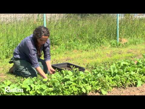 Cultiver du cresson au potager