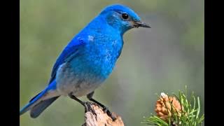 Bluebird.mp3