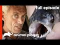 River Monsters: Jeremy Wade Investigates the Piranha (S1, E1) | Full Episode