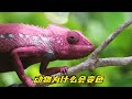 动物为什么会变色 自然界的伪装大师 不为颜值只为活着 动物为什么会变色 自然界的伪装大师 不为颜值只为活着