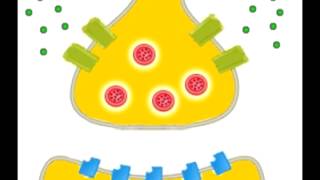 Un nervioso biologia en que es impulso