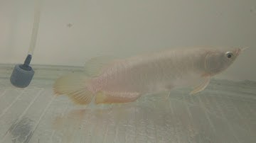 Highback bị rách đuôi