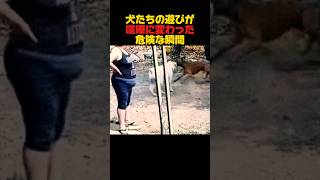 犬たちの遊びが喧嘩に変わった危険な瞬間 #犬の喧嘩 #ヒヤリとした瞬間