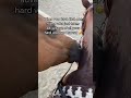 Caption this…😁 #steverotherhorsemanship #horsetrainingtips #pony #horse #trailerloading