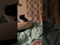 "lady,  I AM a good boy!" our kitten learns to sleep with dogs.