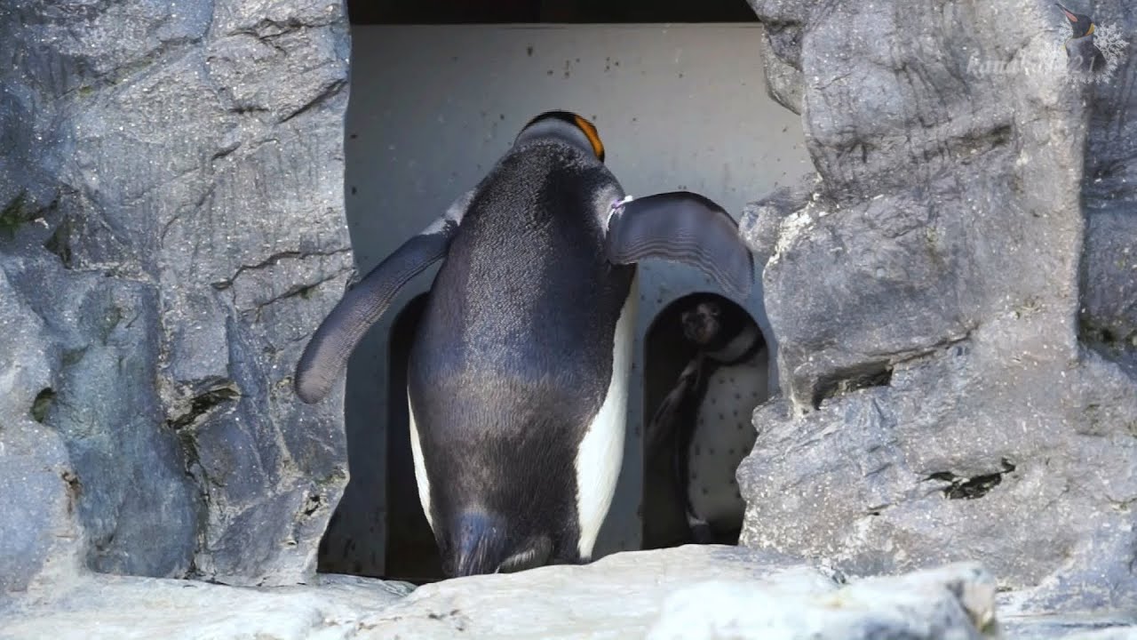 旭山動物園 フンボルトペンギンに付きまとうキングペンギン29番 - YouTube