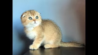 Golden Kittens by Adorable Stars Kittens 1,135 views 6 years ago 7 minutes, 38 seconds