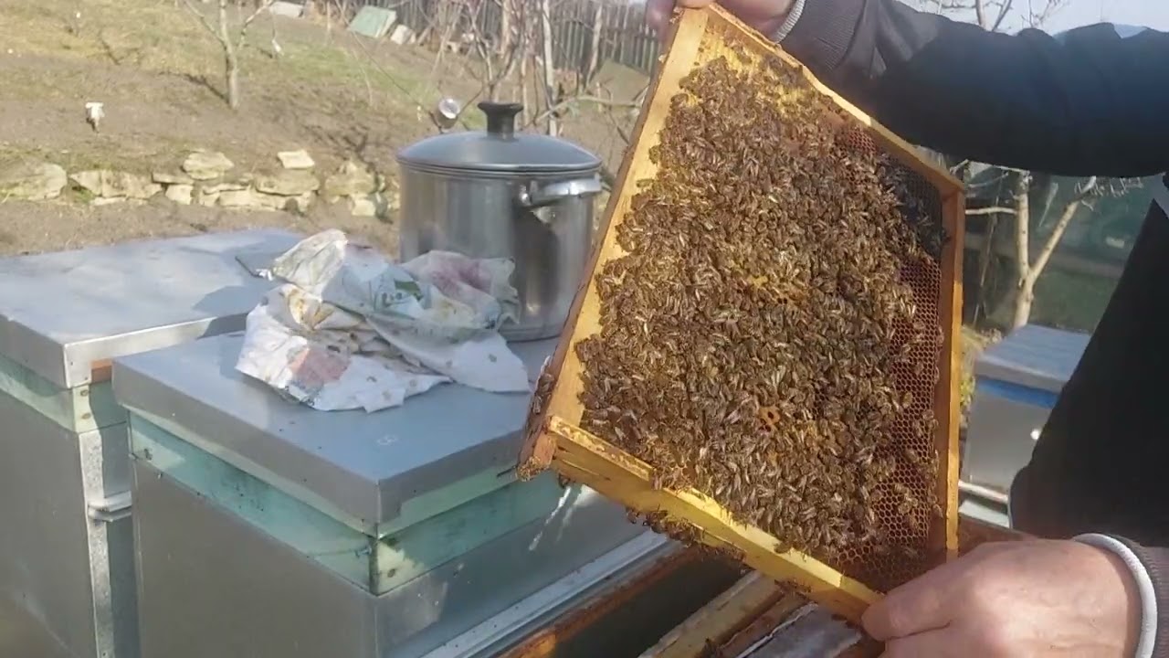 Nr 98, puiet la 4 martie 2024, completam cu sirop