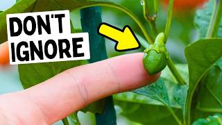 Download Lagu Negeer nooit deze stresssignalen van de peperplant MP3 Download Lagu Negeer nooit deze stresssignalen van de peperplant MP3