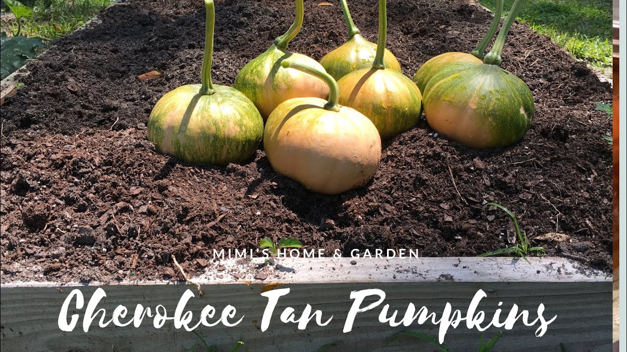 Cherokee Tan Pumpkins YouTube