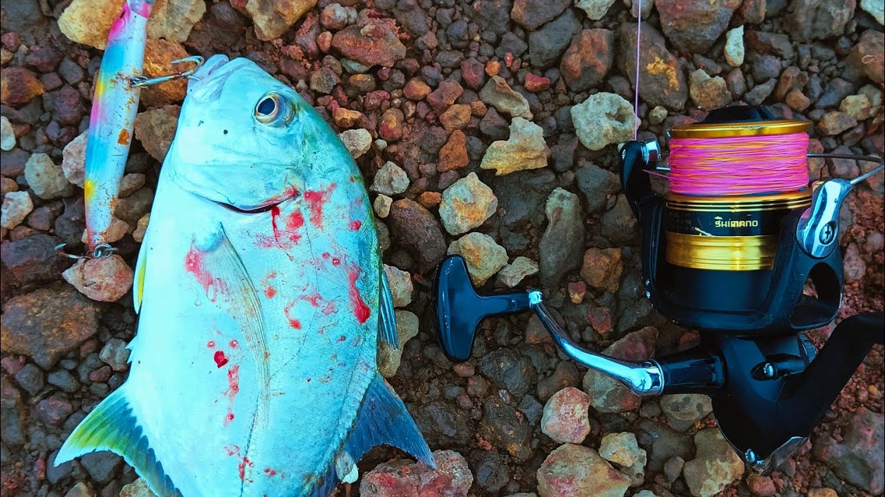 Amazing GT FISH catch on JACKALL LURE 😍 🎣 || Gt/Trevally Fishing 🎣 || Lucana Black River rod || Gt