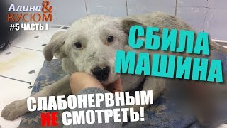 Бездомный щенок неделю сидел со сломанной лапой! | Алина Волонтёр Бездомный щенок неделю сидел со сломанной лапой! | Алина Волонтёр