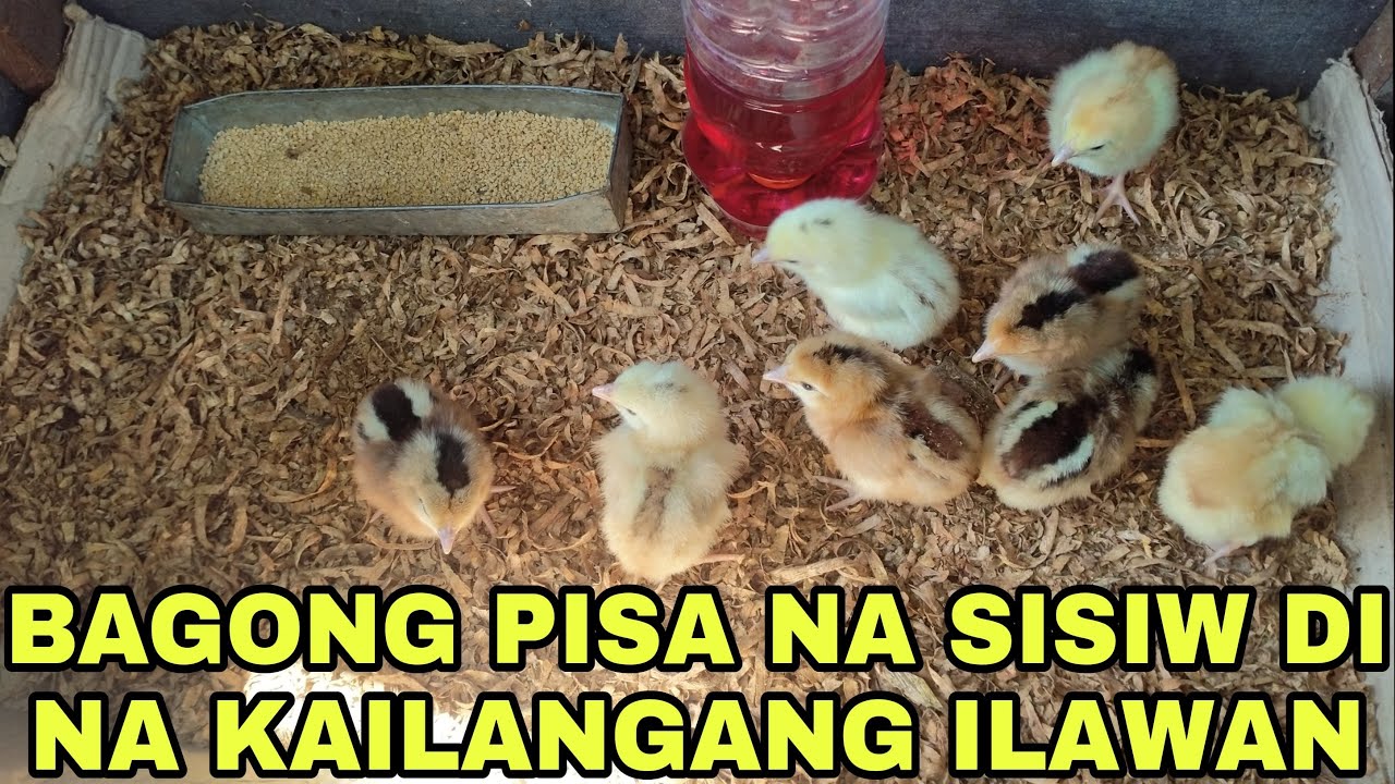 BAGONG PISA NA SISIW DI NA KAILANGAN ILAWAN | WARRIOR TV