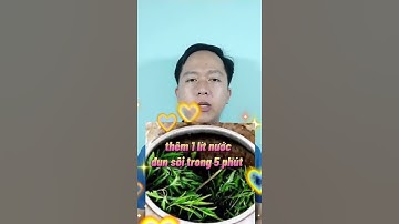 Công dụng lá đinh lăng #shorts #thanhdongvlog