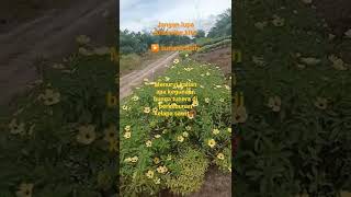 What Is The Use Of The Tuneraeight Oclock Flower In Oil Palm Plantations