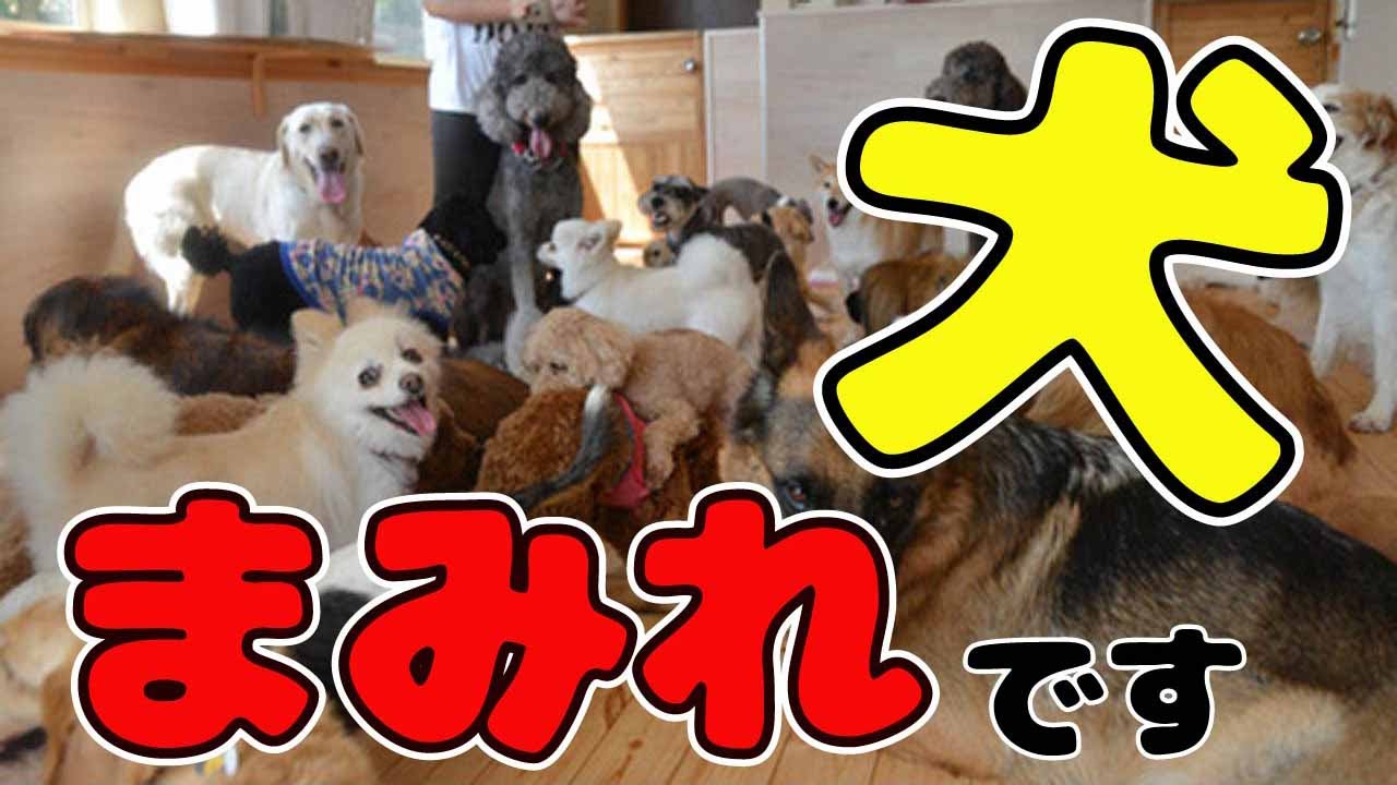 人気犬種ランキング 小型犬 中型犬 大型犬それぞれの1位が揃ったぞ 16 08 11 Youtube