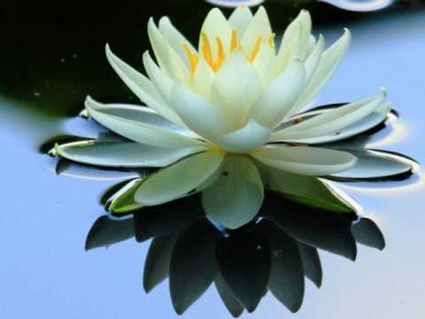 LOTUS IN THE DIRT Renewed  槇原敬之