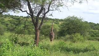 northern Tanzania queen around tarangire national park