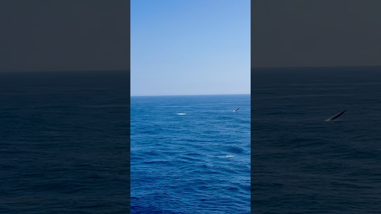🐋 Whale LEAPS Completely Out of the Ocean! 😱 Japan Cruise