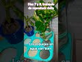 Días 7 y 8 tratando de reproducir dalia, sale mal.