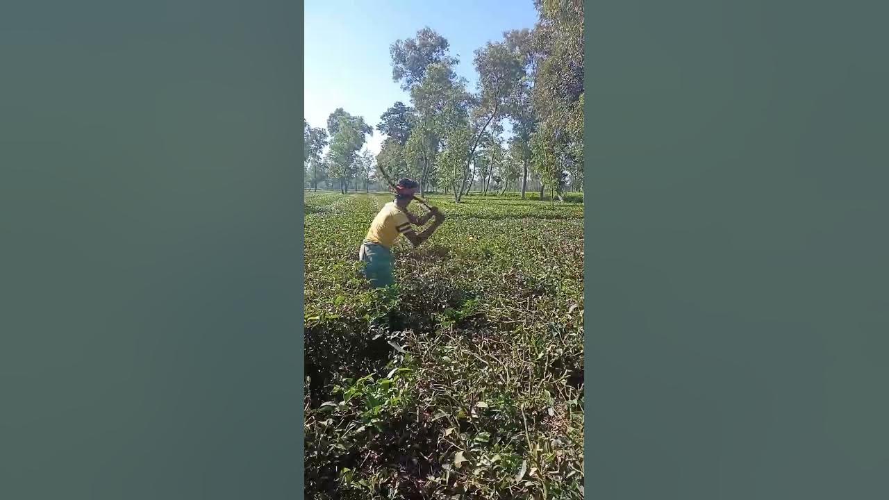 it-s-time-for-pruning-and-skiffing-in-tea-garden-teagarden-shorts