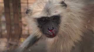 A Monkey was injured due to a road accident