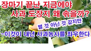 장마기 끝난 지금 사과 도장지 왜 솎을까? 별 것 아닌 것 같지만 이것이 내년 사과농사를 좌우한다.(결과지 신초 멈춤 , 순멎기, 사과 꽃눈 형성, 도장지 관리, 신초 관리 )