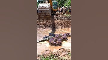 Amazing cobra #snake #wildlife #python #anaconda #crocodile #giant #snakevideo #amazon