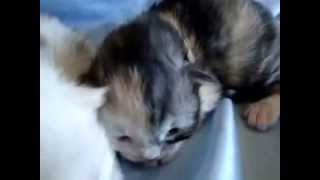 Siberian kittens at Pendraig.com 1 week old silver, smoke calicos, brown torbie