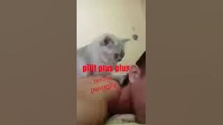 Setory wa lucu kiw wik wik