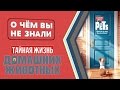 Тайная жизнь домашних животных - факты [О чём Вы не знали]