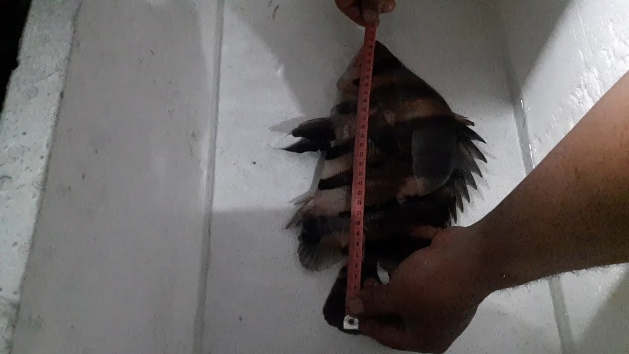 Mengukur ikan langka
